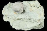 Blastoid (Pentremites) Fossil - Illinois #184099-1